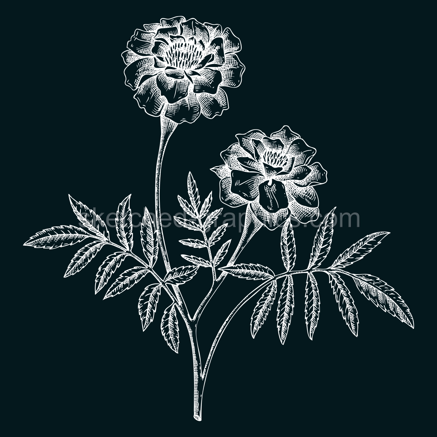 Marigold sketch on chalkboard. Apothecary plant drawing. Herbal remedies, medicinal plant, natural medicine hand-drawn vector illustration. NOT AI genereted Illustration